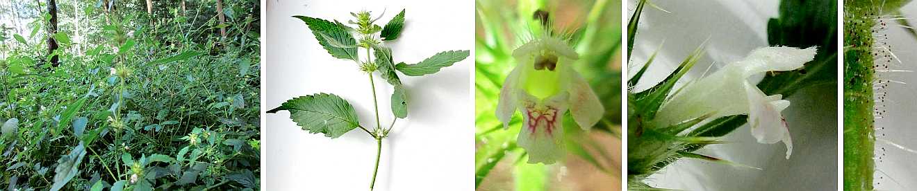 Common hemp-nettle.