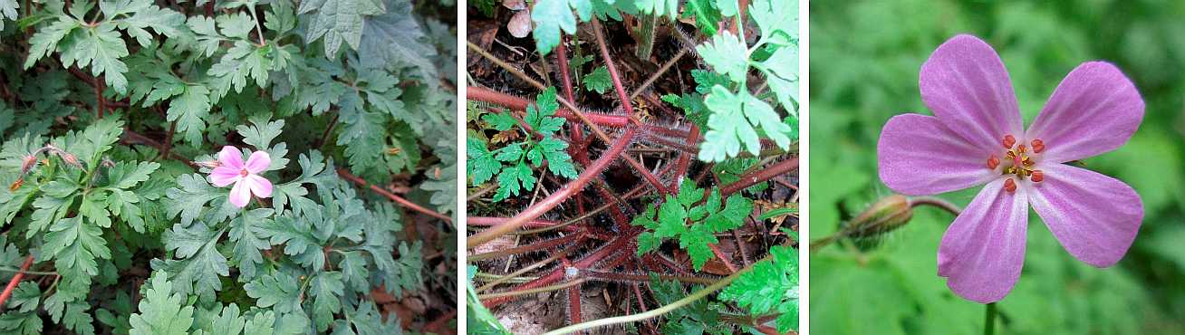 Herb Robert.