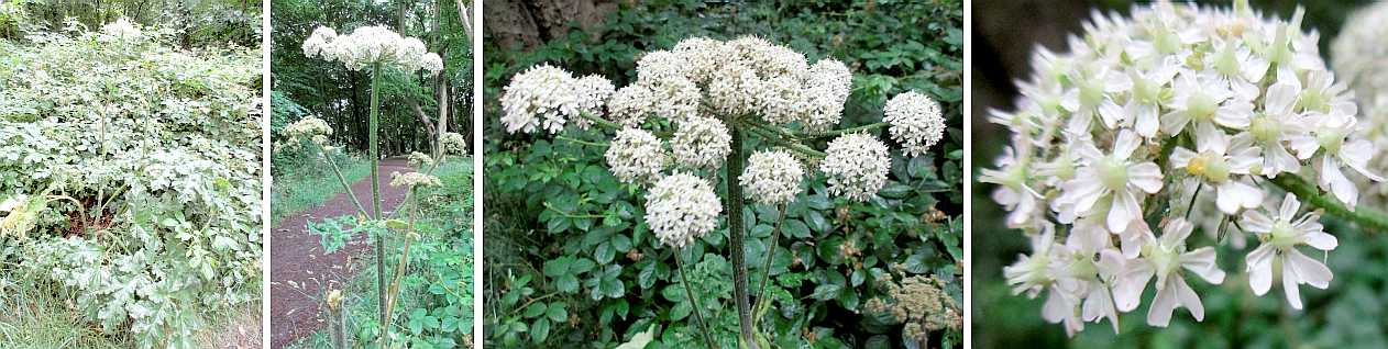 Hogweed = cow parsnip.