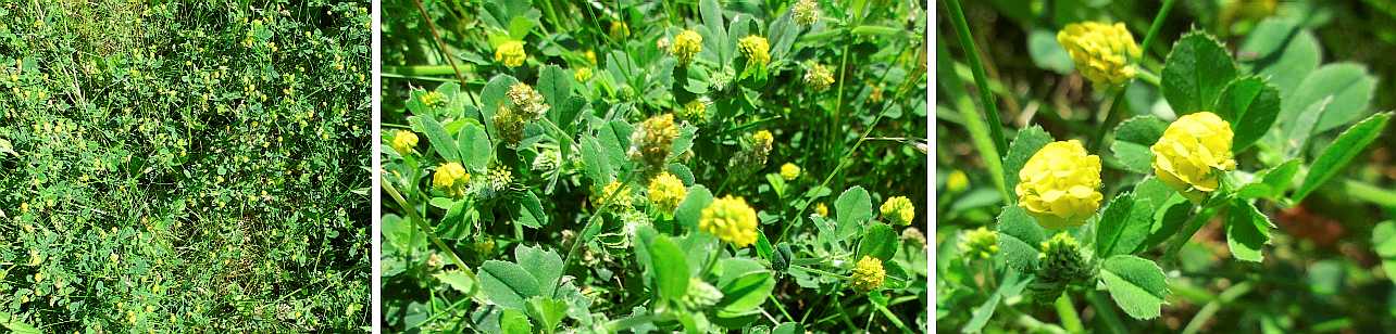 Hop trefoil.