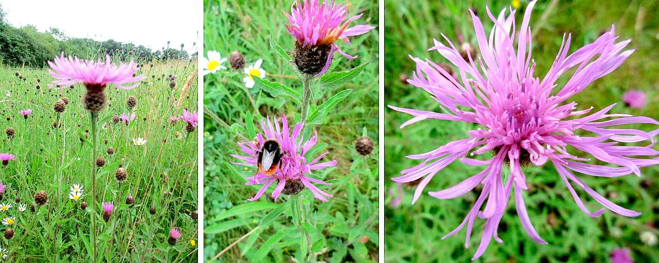 Knapweed.