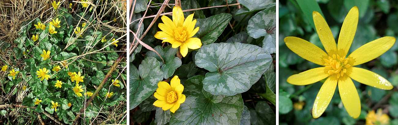 Lesser celandine.