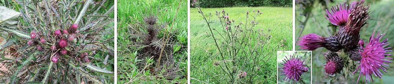 Marsh thistle.
