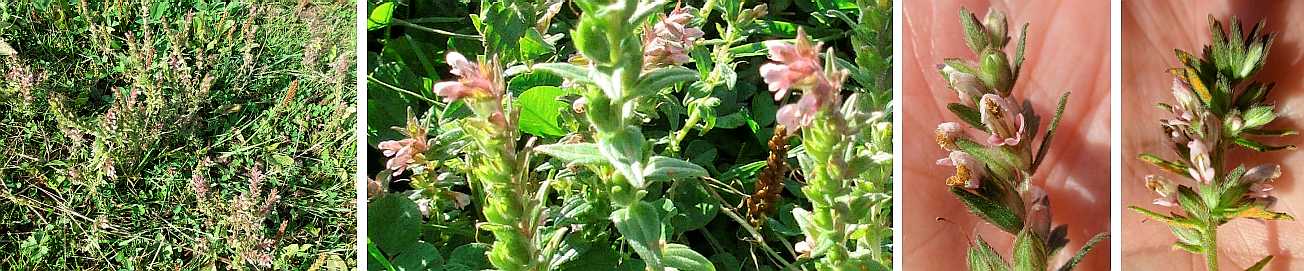 Marsh woundwort.