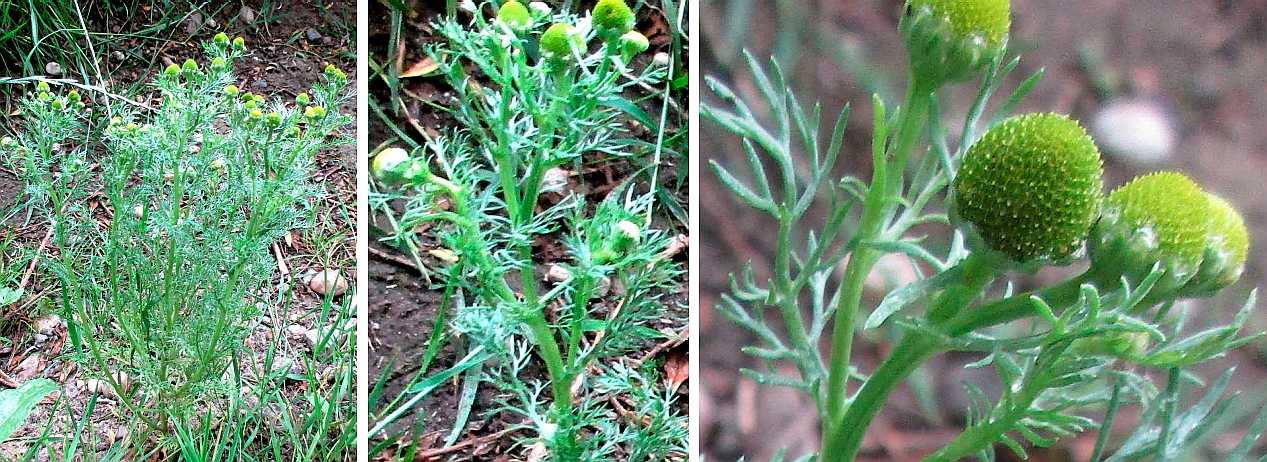 Mayweed = pineappleweed = wild chamomile.