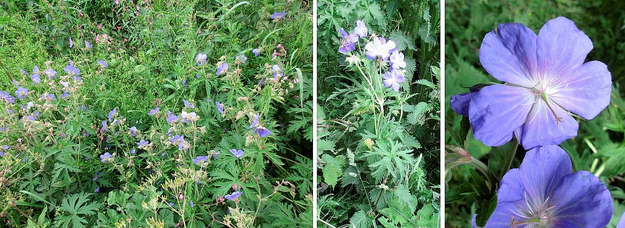 Meadow cranesbill.