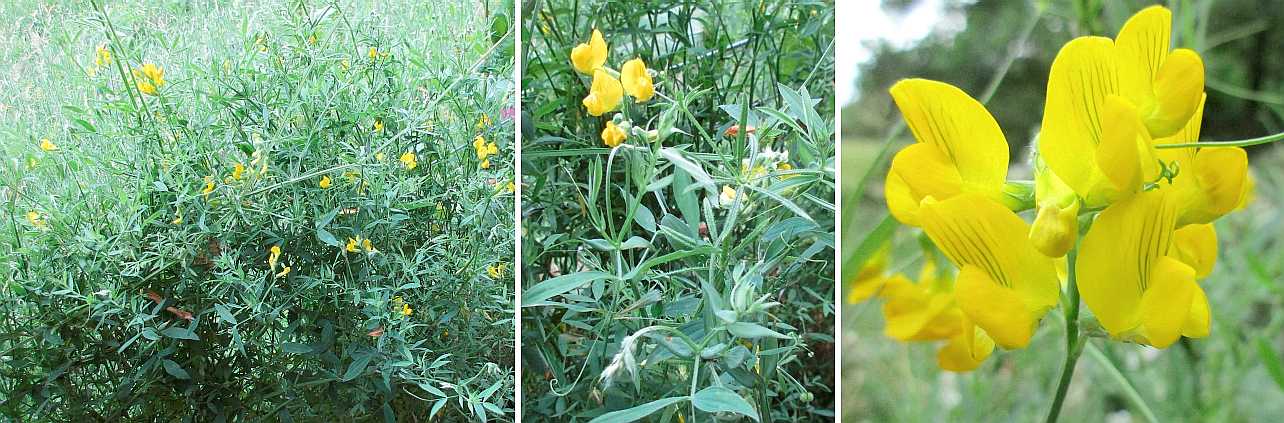 Meadow pea.