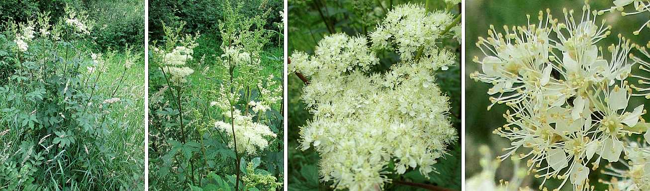 Meadowsweet.