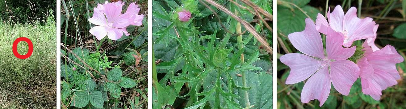 Musk mallow.