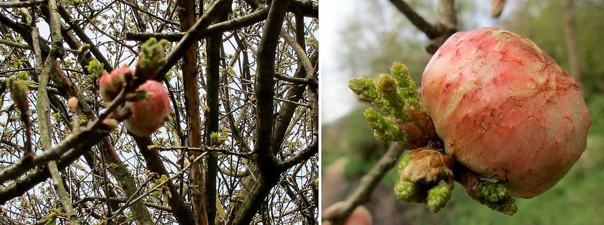 Oak gtree gall.