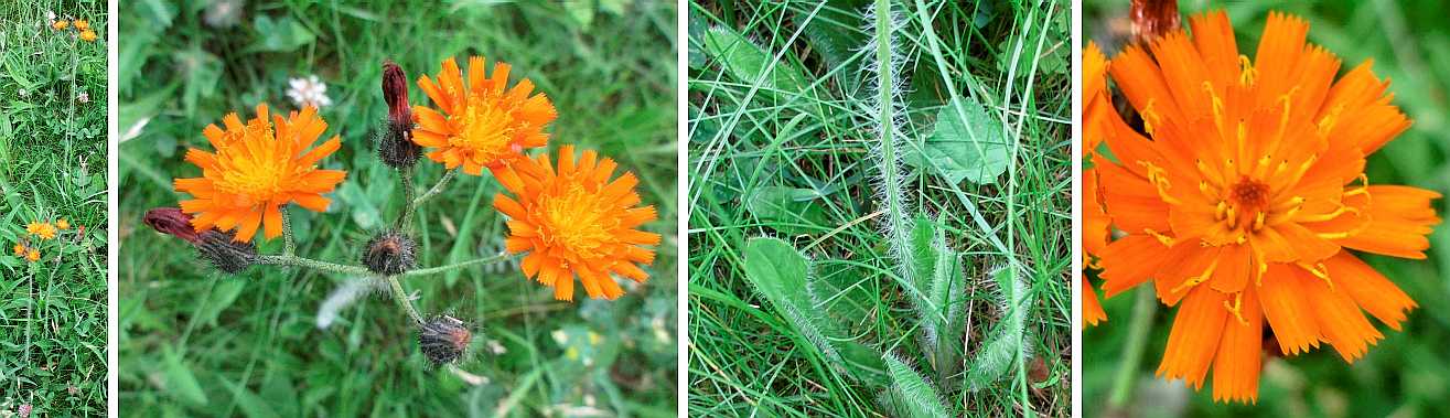 Orange hawkweed.