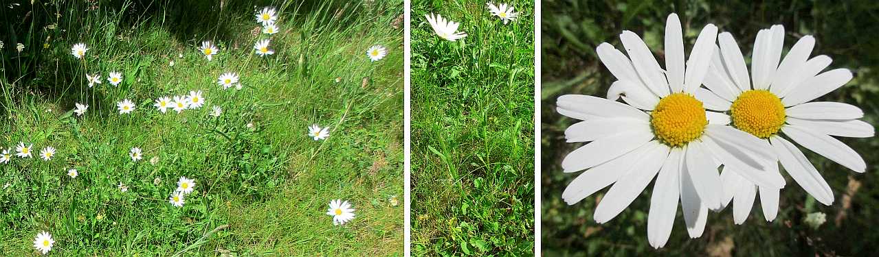 Ox-eye daisy.