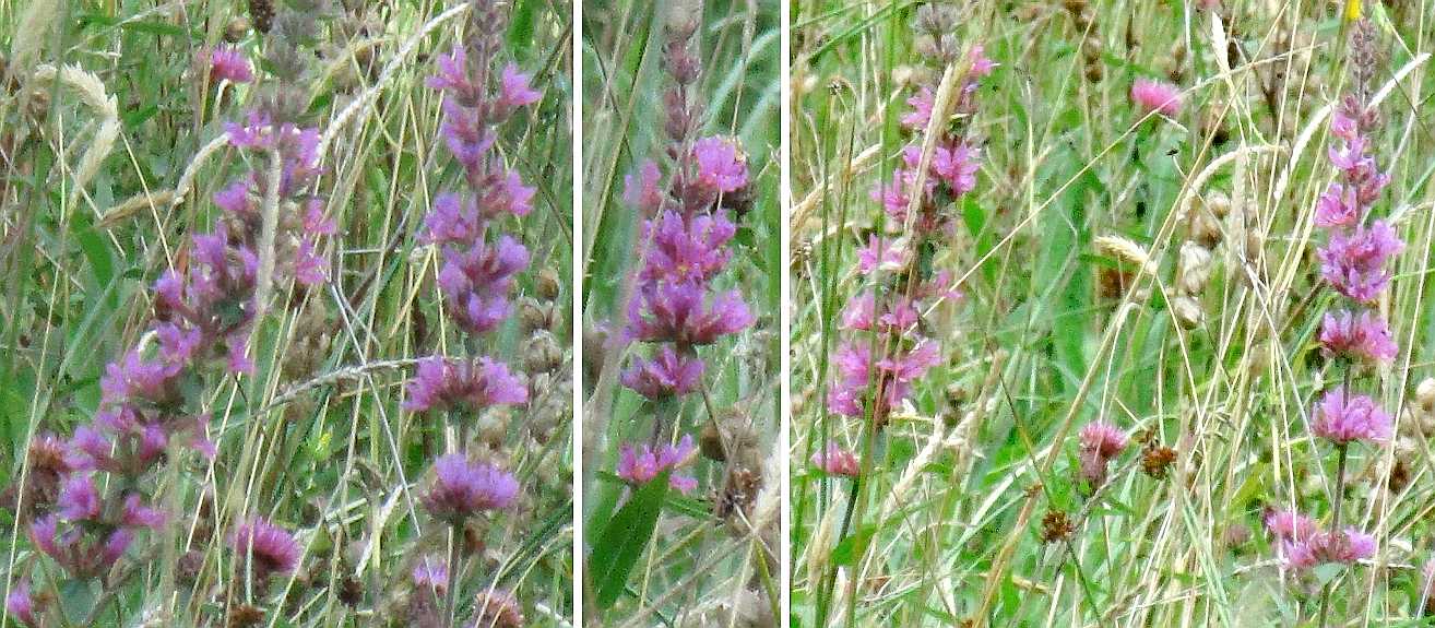 Purple loosestrife.