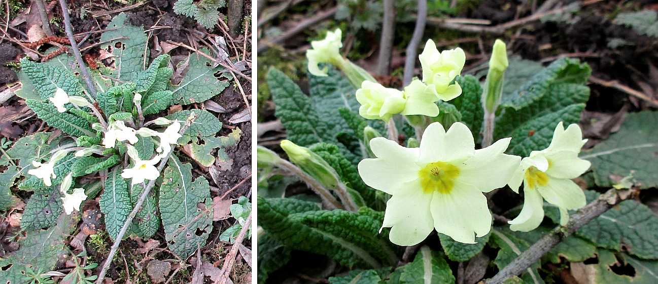 Primrose.