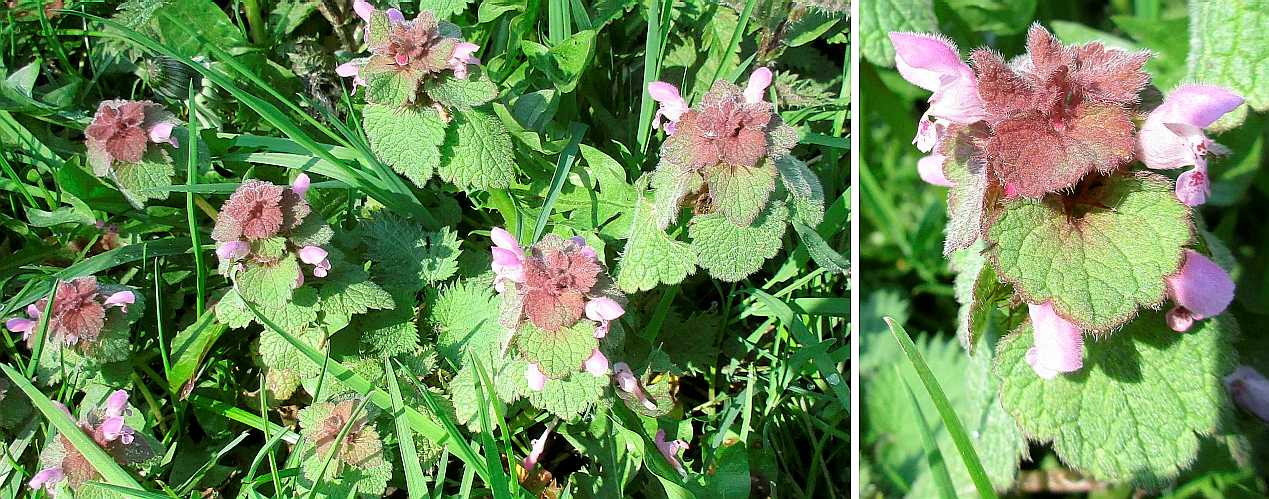 Purple dead-nettle.