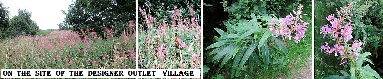 Rosebay willowherb.