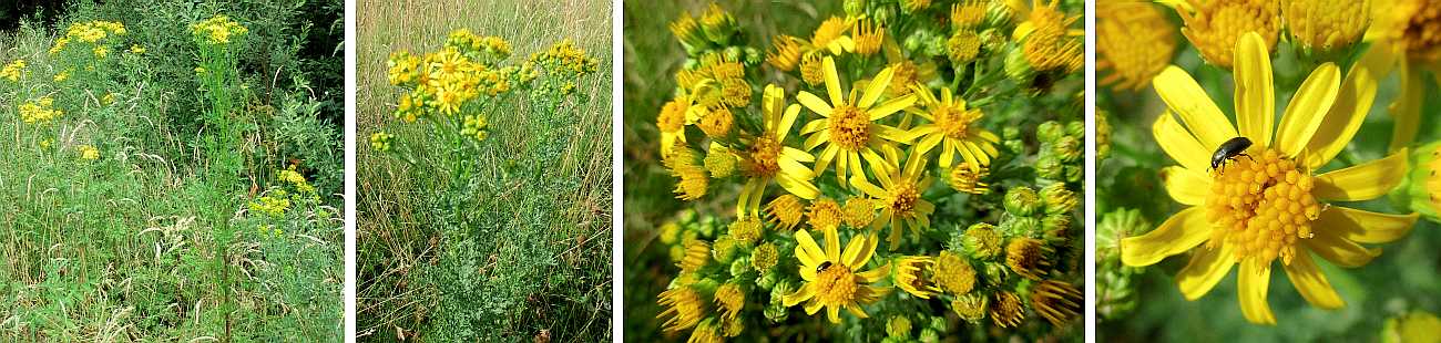 Ragwort.