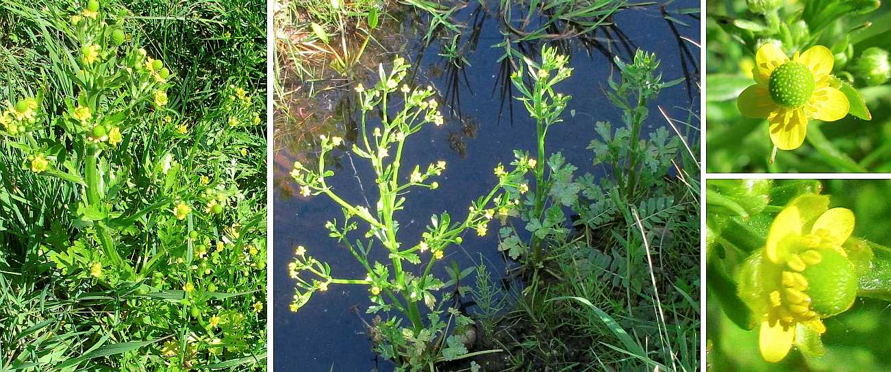 Celery-leaved crowfoot.
