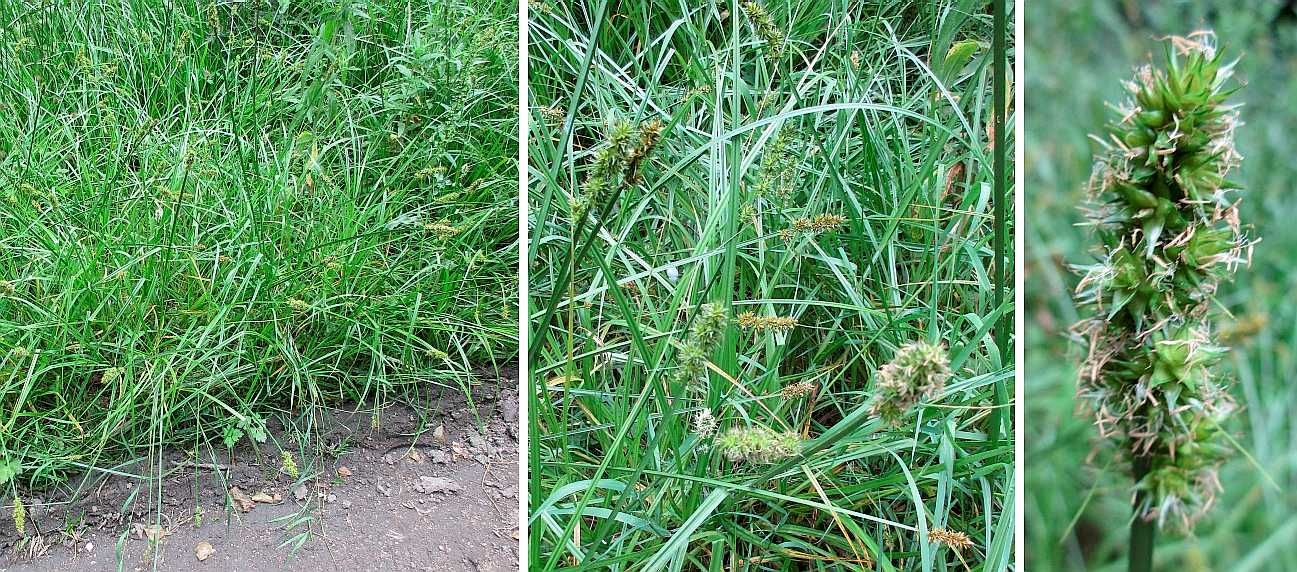 A species of sedge