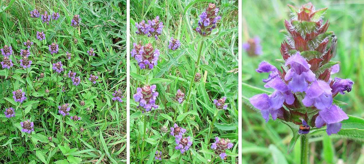 Self-heal.