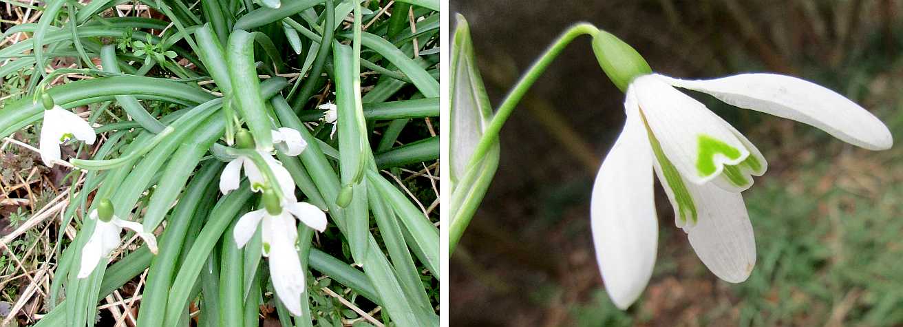 Snowdrop.