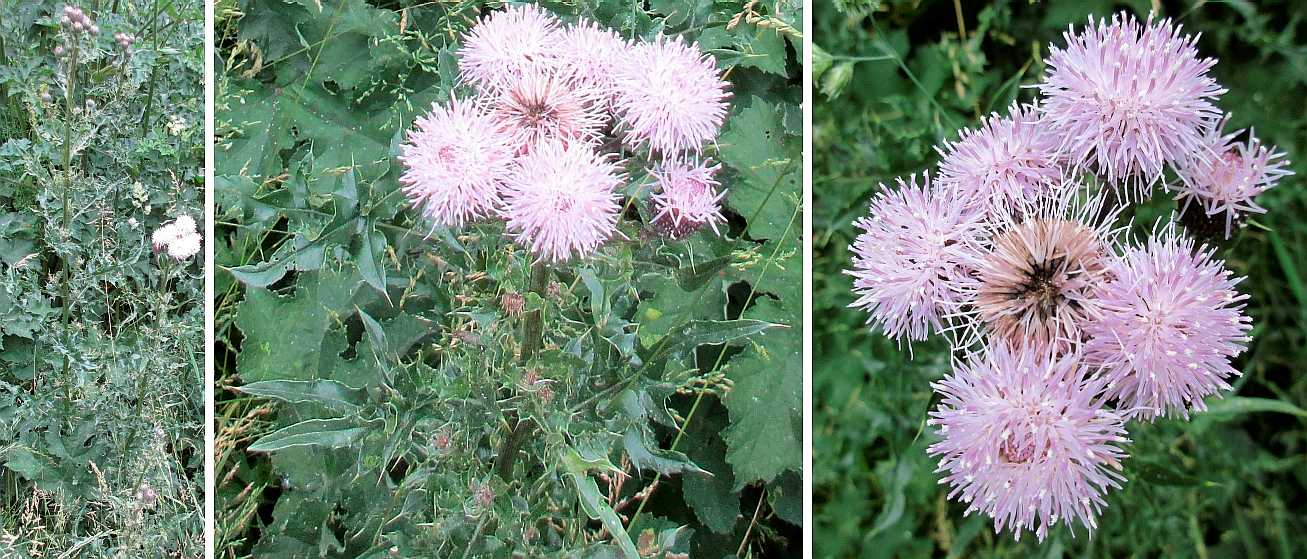 Spear thistle.