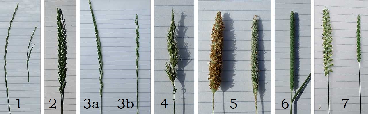 Spike-shaped grass flowers.