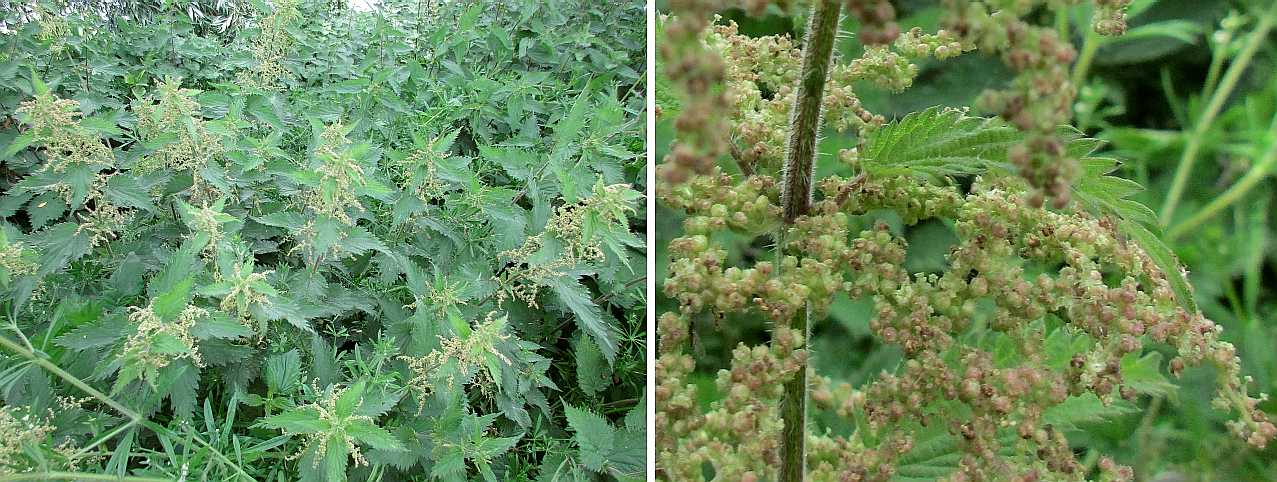 Stinging nettle
