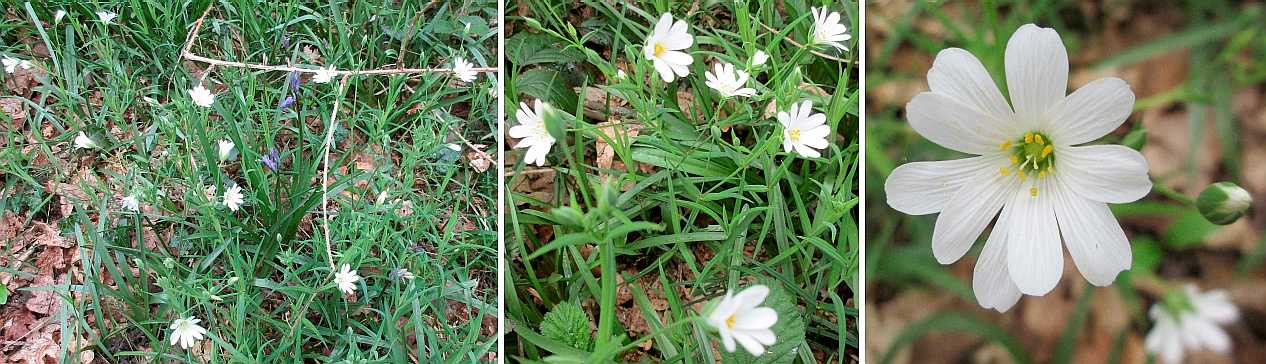 Greater stitchwort.
