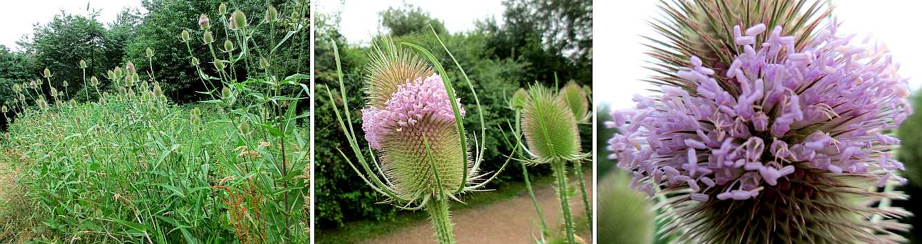 Teasel.