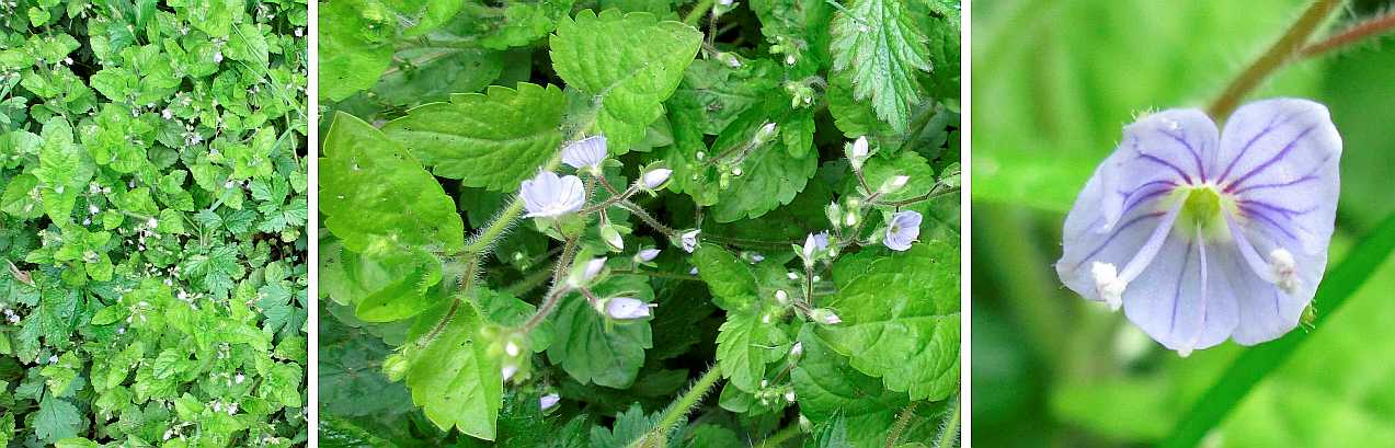 Wood speedwell.