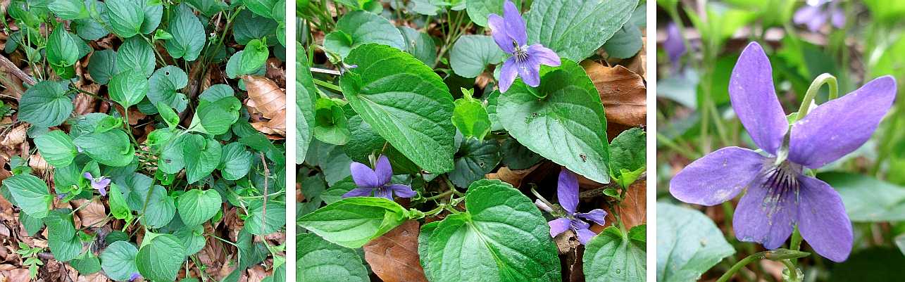 Common violet.