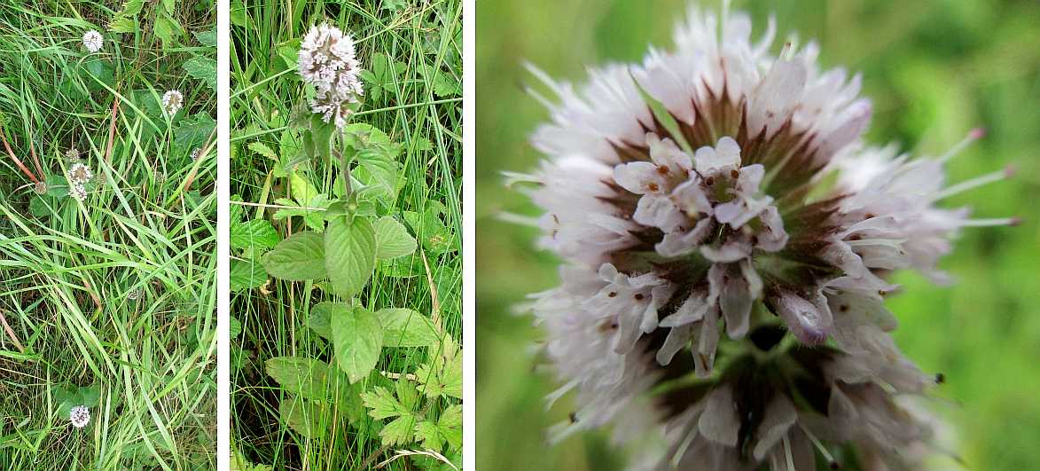 Water mint.