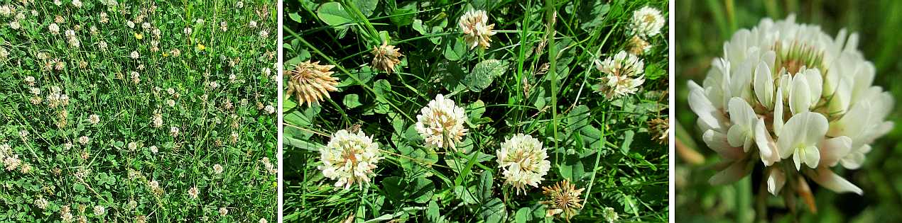White clover.