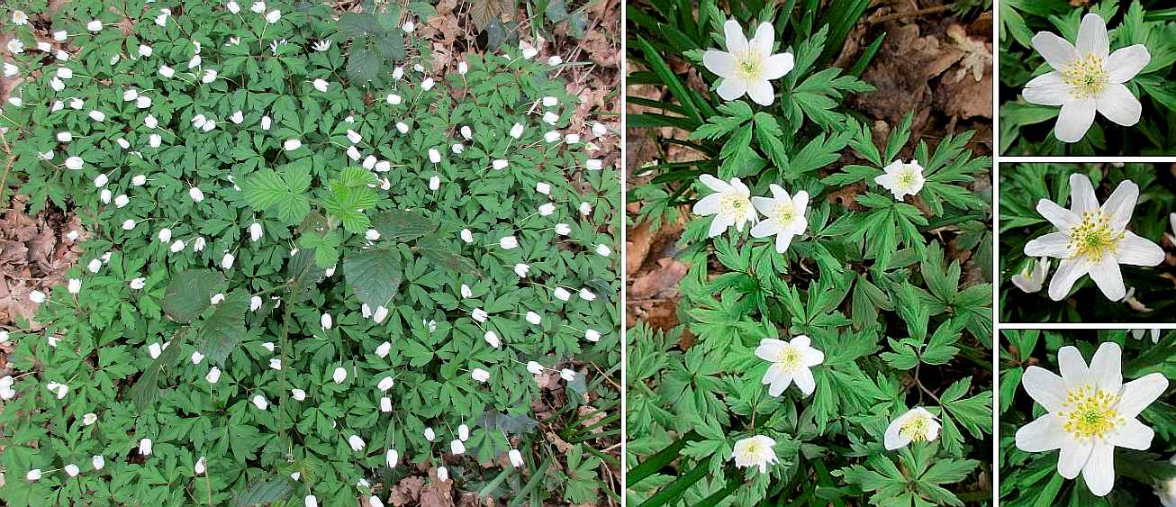 Wood anemone.