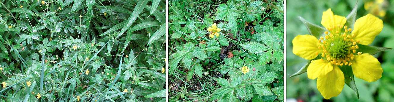 Wood avens.