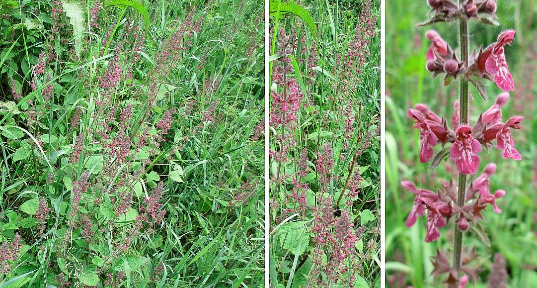 Wood woundwort.