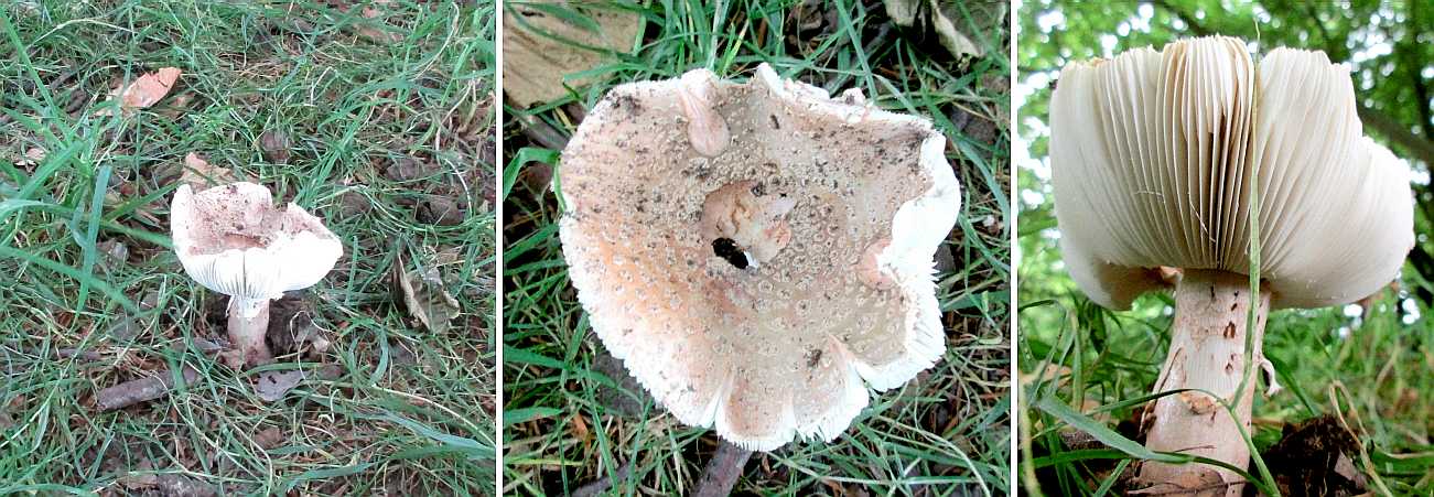 Amanita rubescens