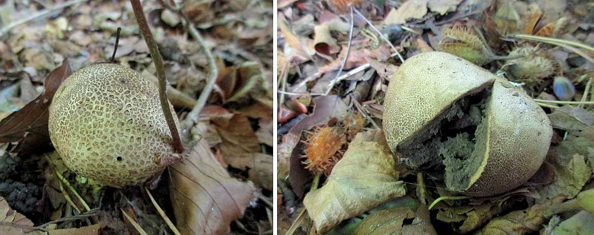 Scleroderma areolatum