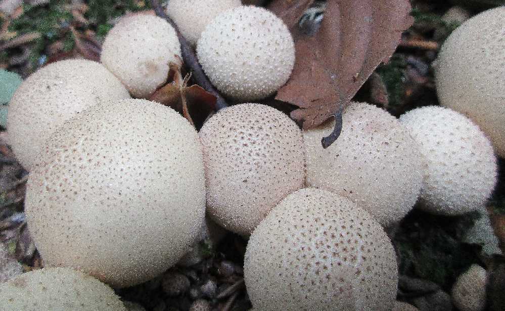 Lycoperdon perlatum