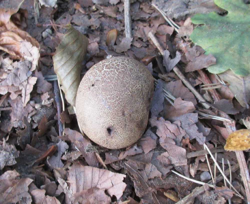 Scleroderma species