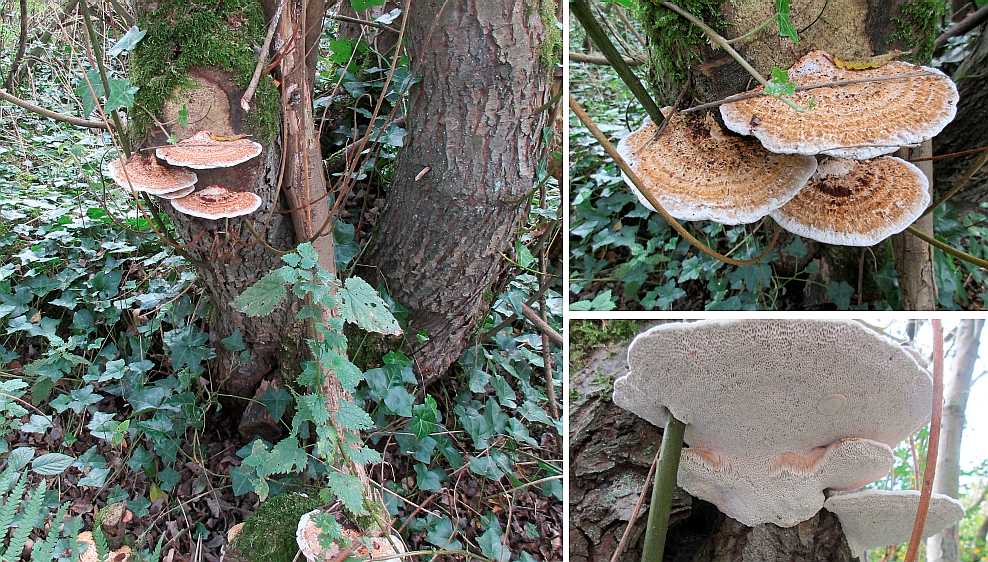 Daedaleopsis confragosa