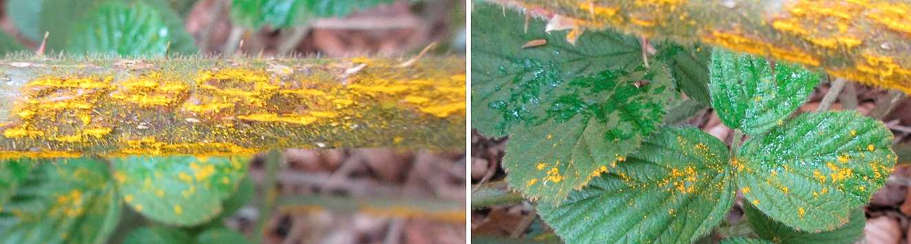 Fungus ona bramble stem.