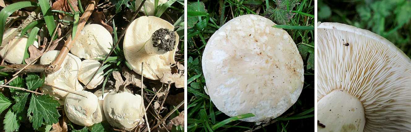 Calocybe gambosa