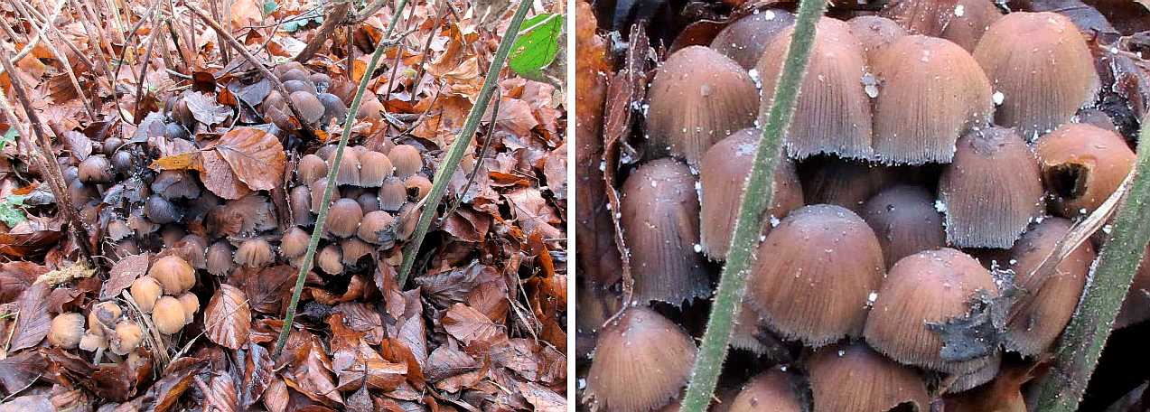 Coprinellus micaceus