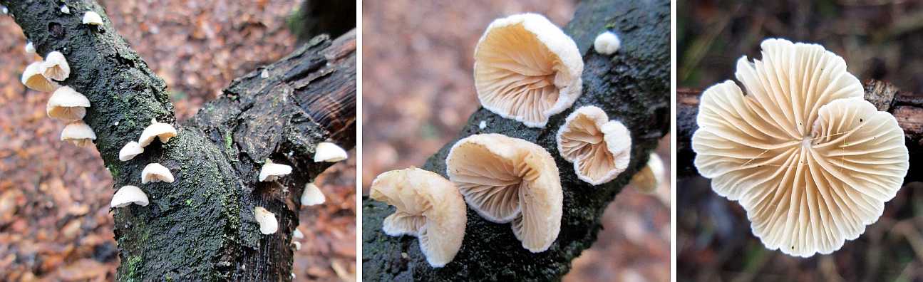 Crepidotus species