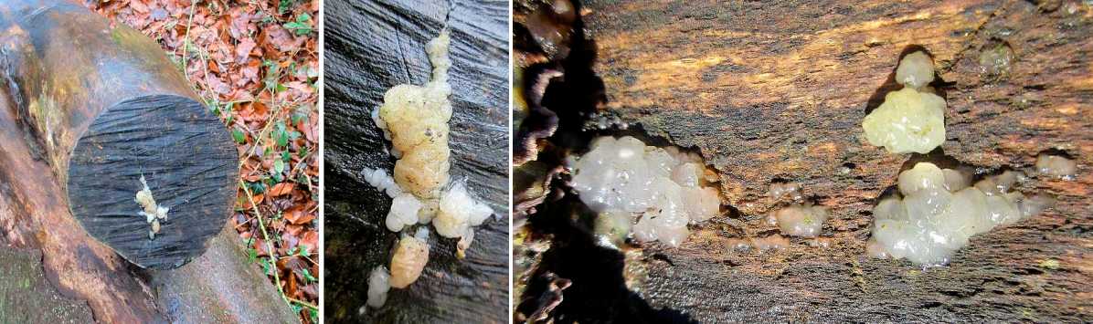 Exidia species