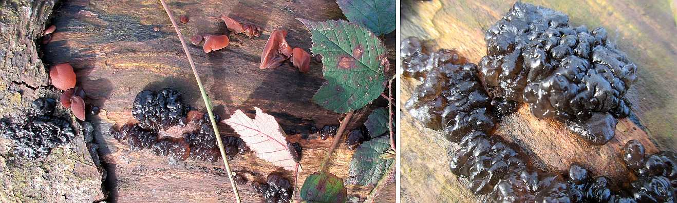 Exidia plana