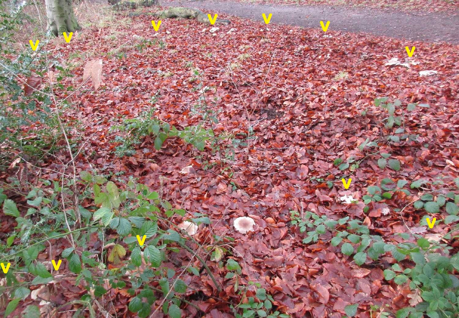Fairy ring fungus.