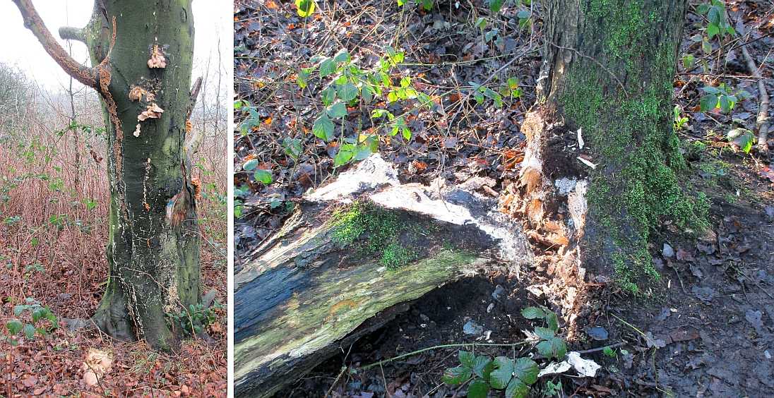 Fruiting bodies on trees.
